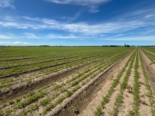 Carrot Trial Report – Crozier Farm 2024/2025