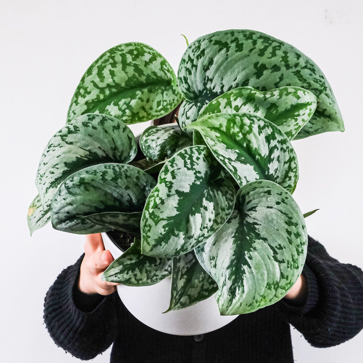 Home Garden Supplies