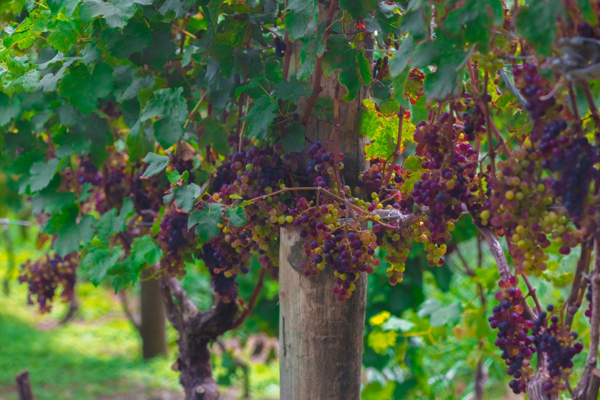 Grow healthy fruit & vegetables