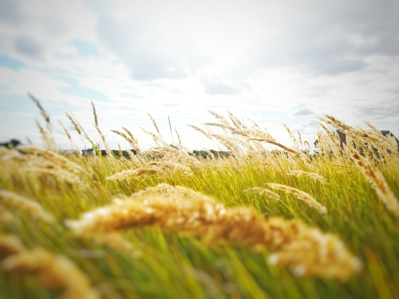 Improve crop yields with EM™