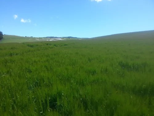 Building Disease Suppressive Soils
