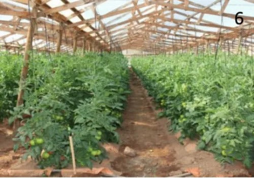 Fighting Nematodes in Tomato Farming