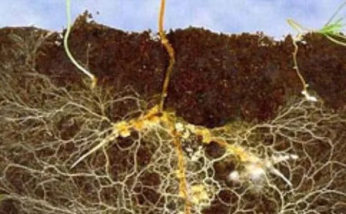 Mycorrhizal Helper Bacteria