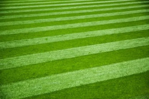 How to get the Perfect Lawn Without Using Chemicals