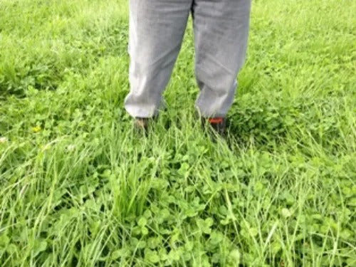 How Soil Biology Impacts Nitrogen on the Farm