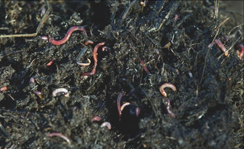 Preparing Your Soil for the Spring Flush