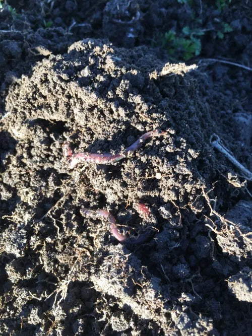 Secondary Metabolites: What are they and how they can impact your Soil