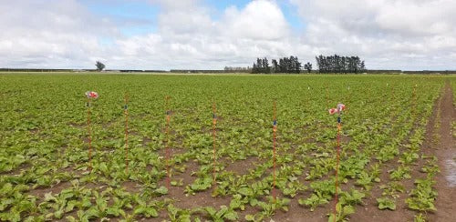 EMNZ Fodder beet Trial 20-21