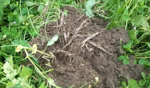 Building Soil Organic Matter and Humus in Soils – Naturefarm trading as ...