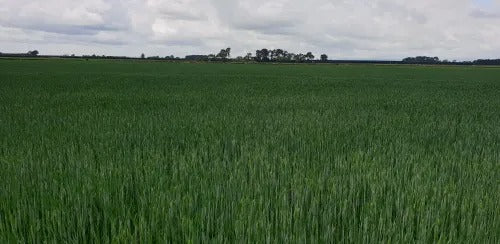 EMNZ Cereal Trial | 2020/2021