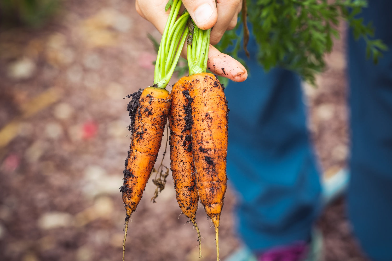 How to take care of your Vegetable Garden in autumn | EMNZ Organic Fertiliser New Zealand