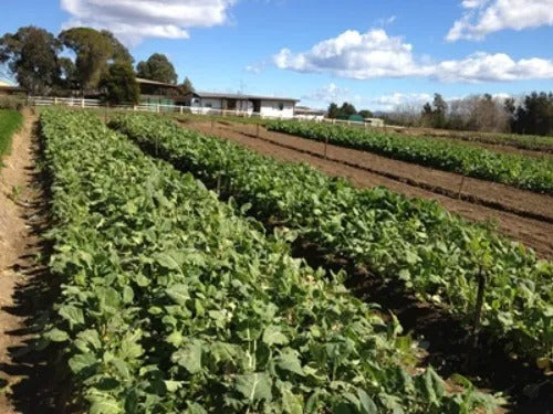 Breaking Down Agricultural Chemicals by EM™