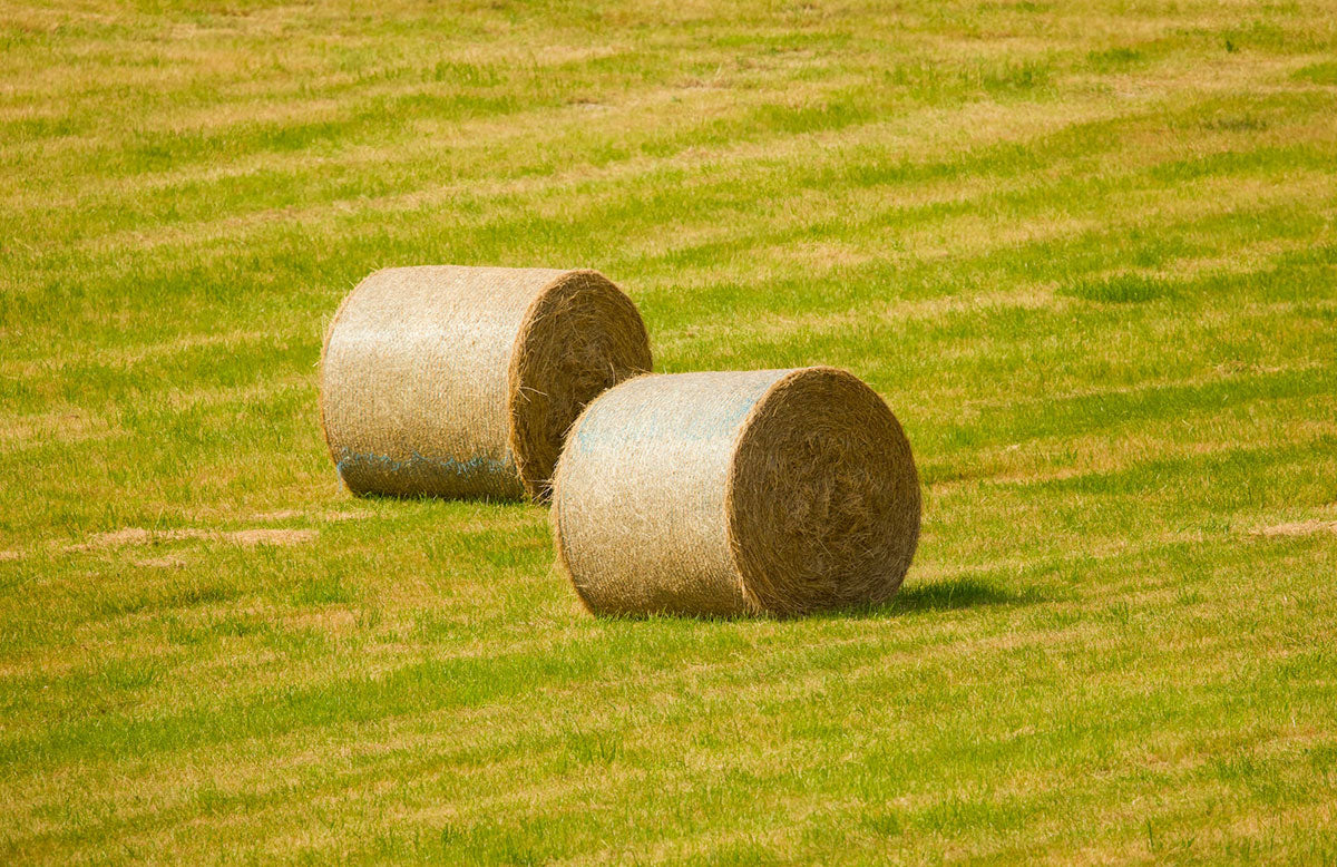 Benefits of Using EM to make Silage | EMNZ