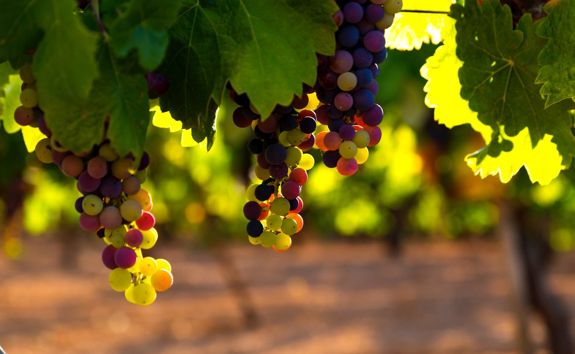Composting in the Vineyard with EM™ Effective Microorganisms