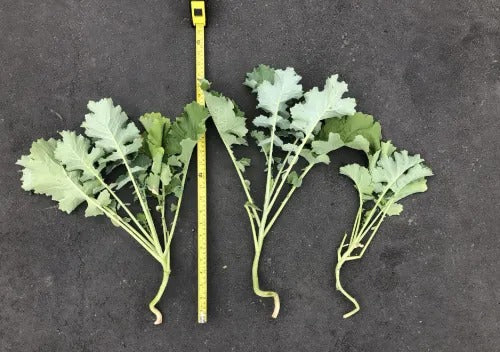 EM™ Foliar Enhance Growth Trials