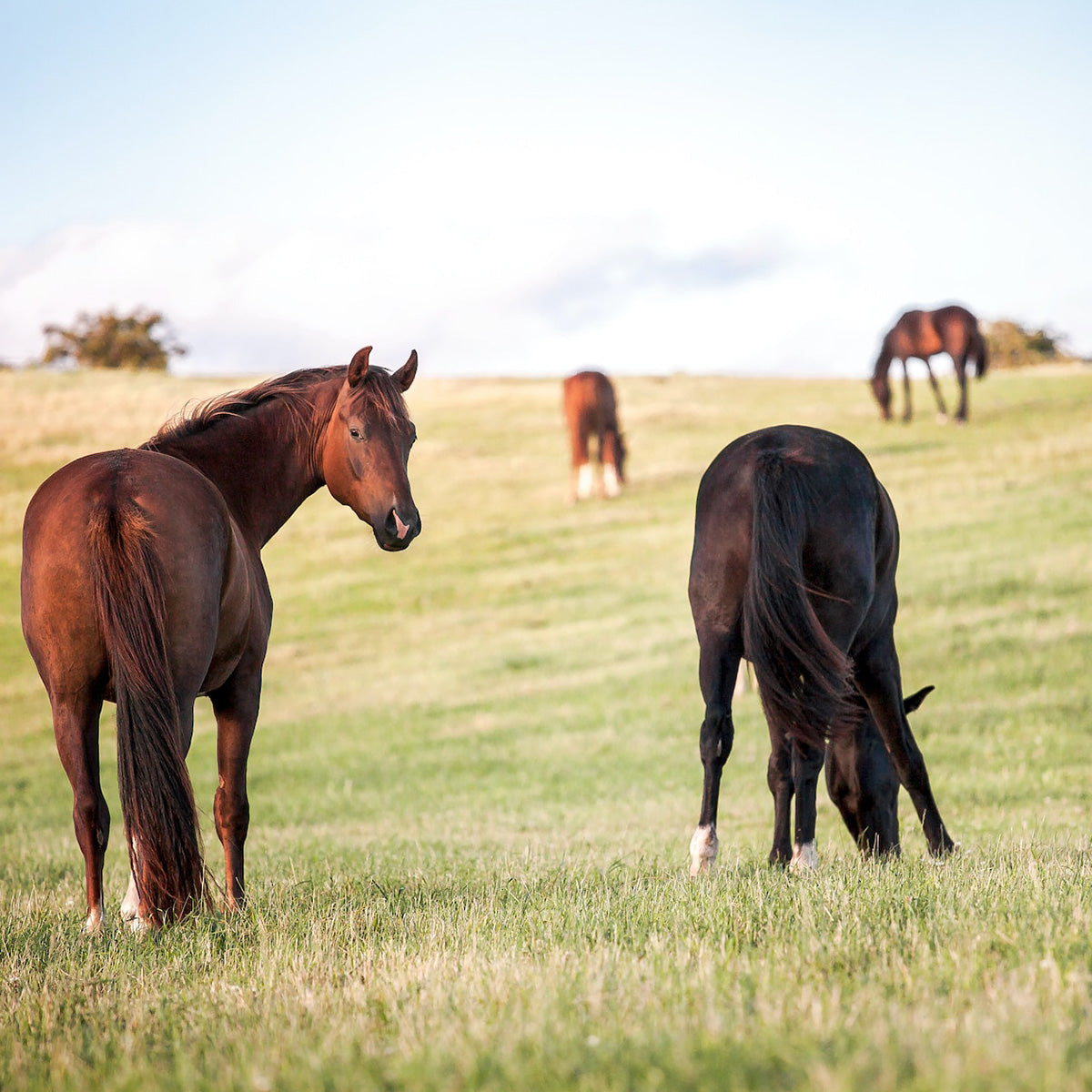 Using EM on farms with Horses