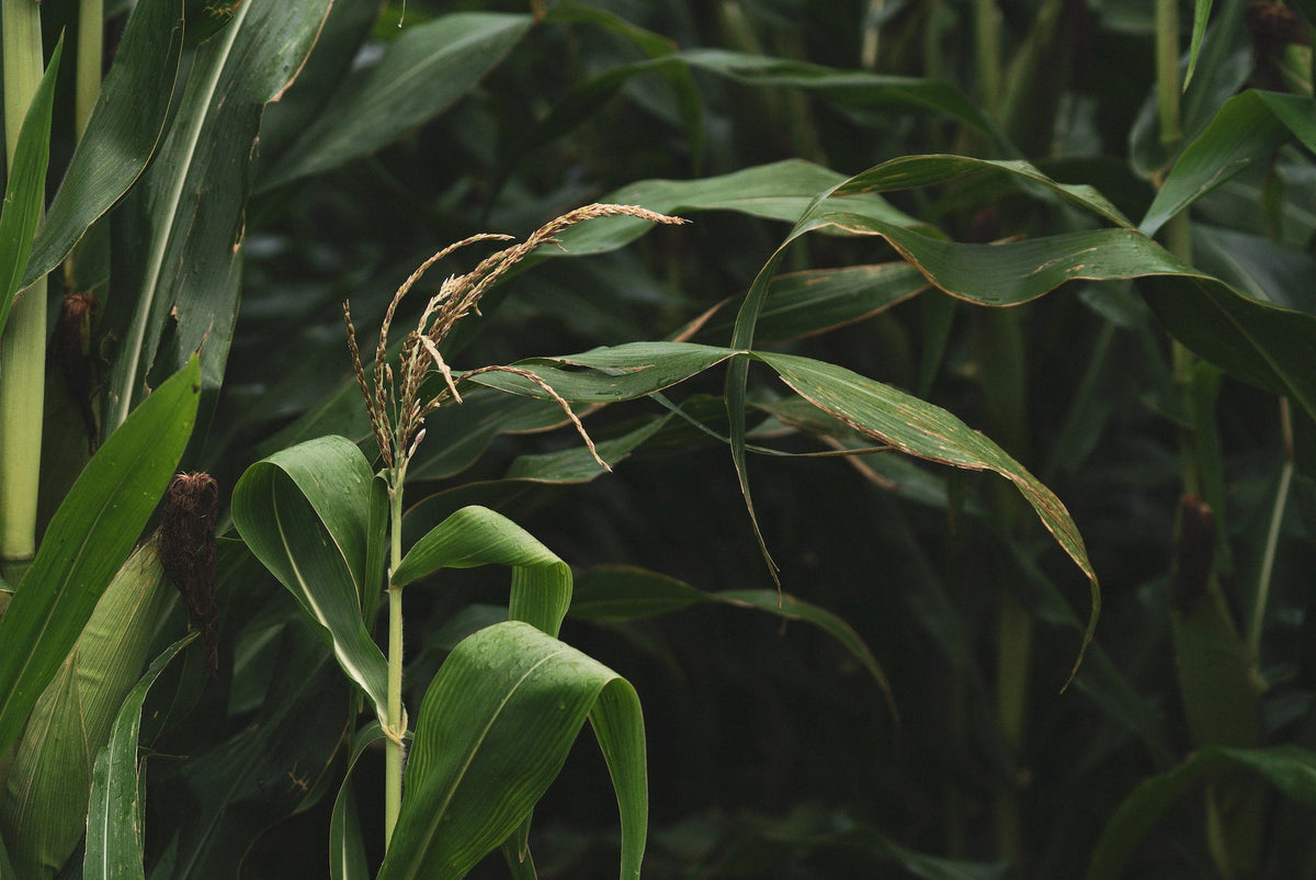 Getting More from Your Maize Crop: The Role of Soil Biology and Plant-Stim