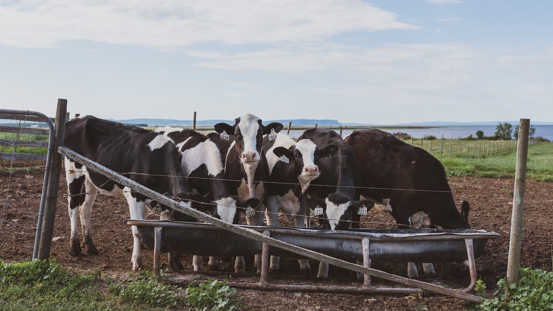 EM Trough Project | Improving water for dairy cows