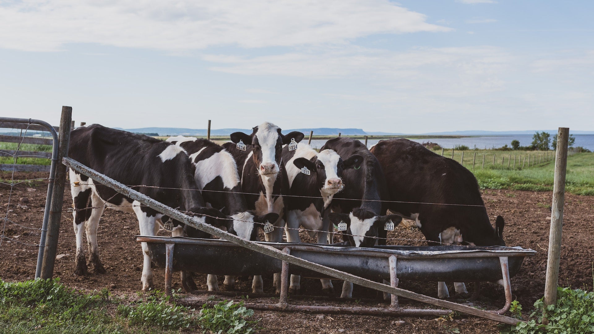 EM Trough Project | Improving water for dairy cows