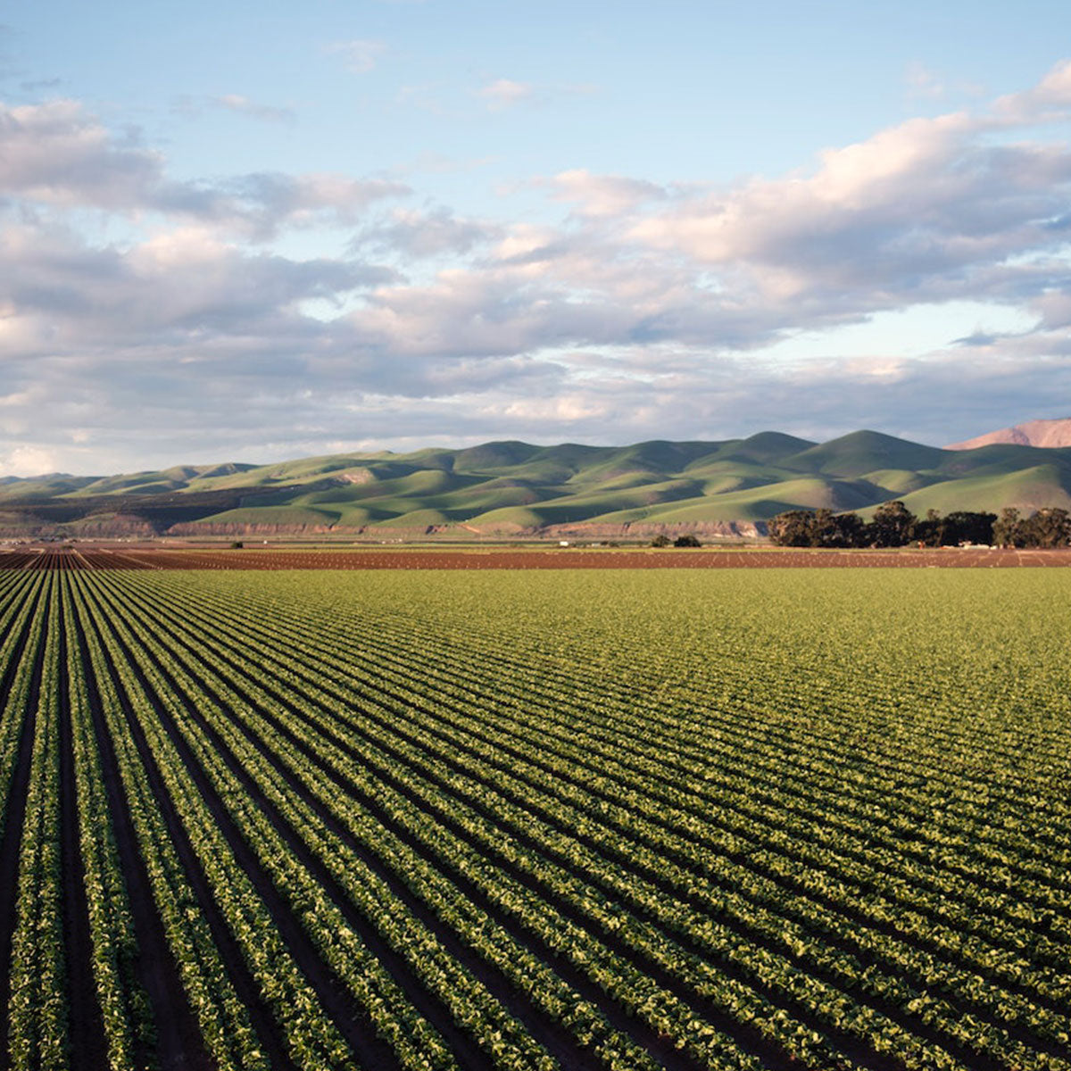 How Microbial inputs can Enhance Crop Development | EMNZ