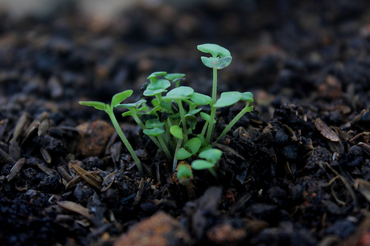 How the Microbes in Effective Microorganisms Improve Soil Fertility | EMNZ