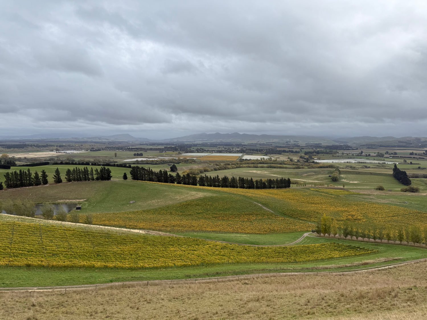 How EM™ Supports Organic Viticulture Solutions in New Zealand