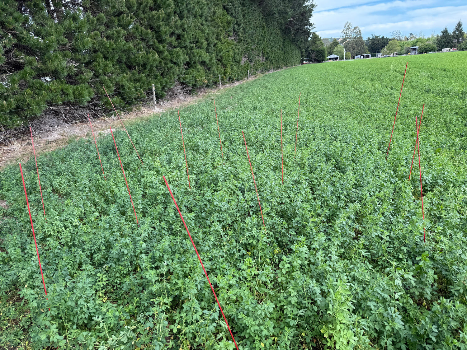 Lucerne Trial Report – Weaver Farm 2025
