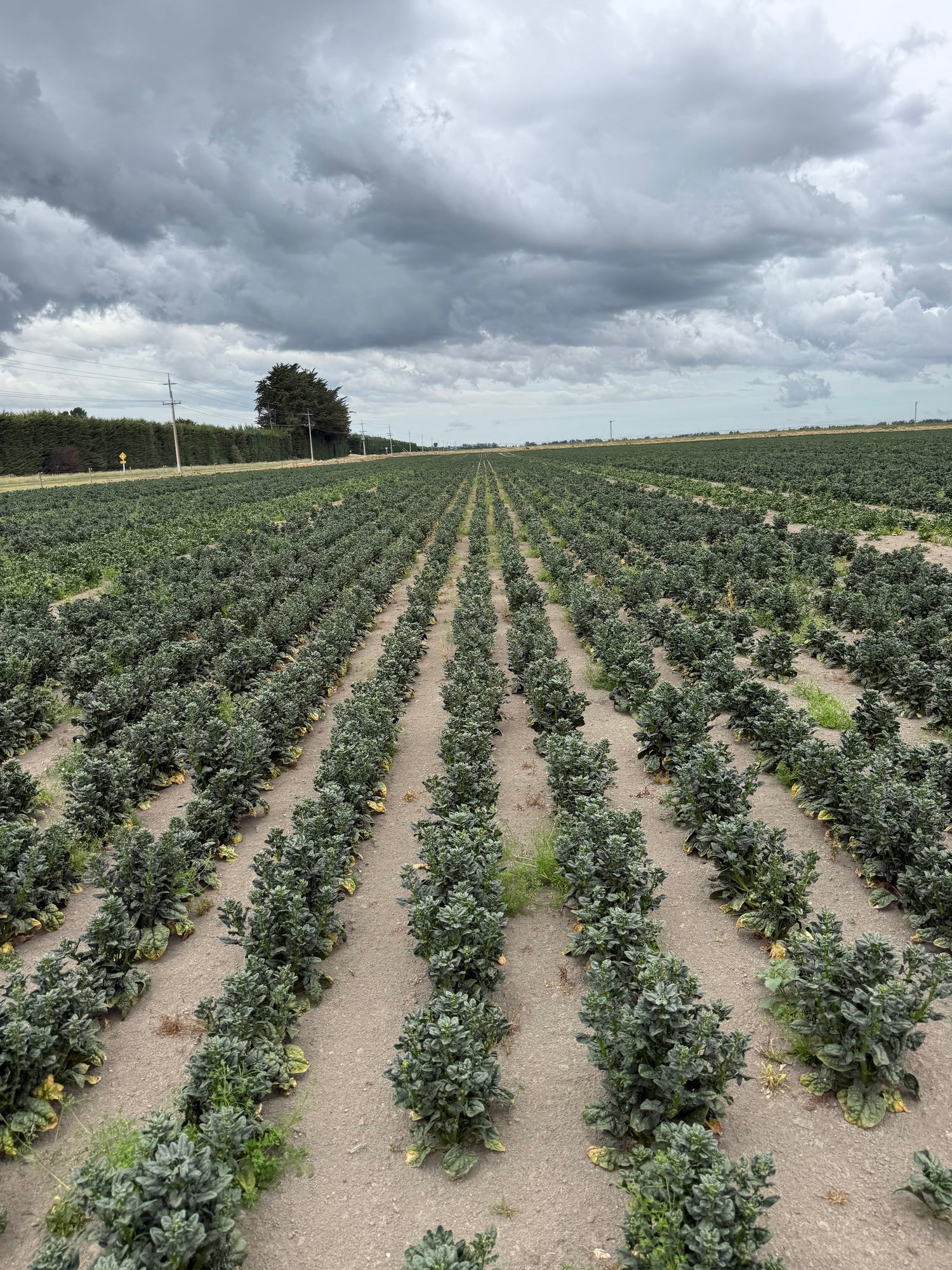 Case Study: Spinach Crop Recovery Using Plant-Stim®