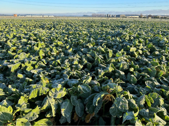 How EM Balance Supports High-Quality Winter Feed Crops and Pastures