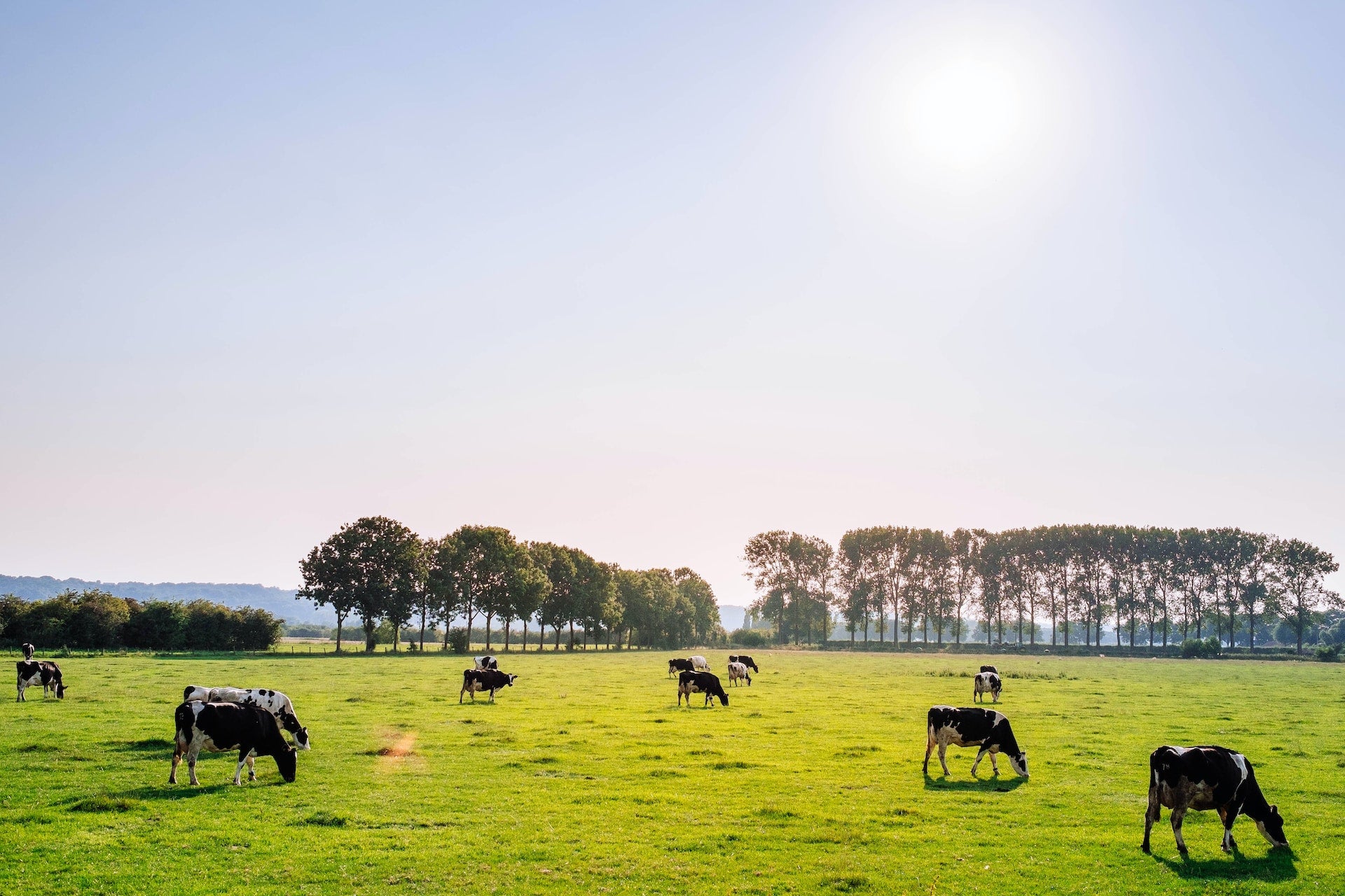 Livestock Control | Eliminating Odors with EM