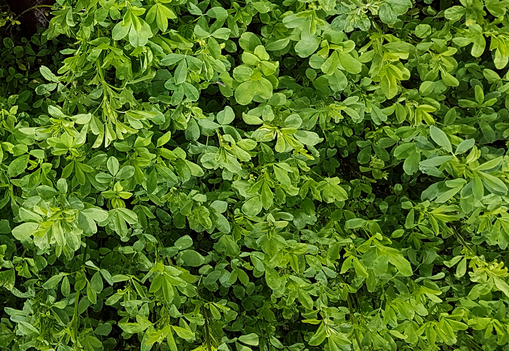 Setting Lucerne Up for Spring with Plant-Stim