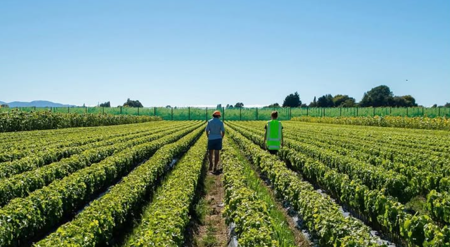 Building healthier nursery soils at Ormond Nurseries
