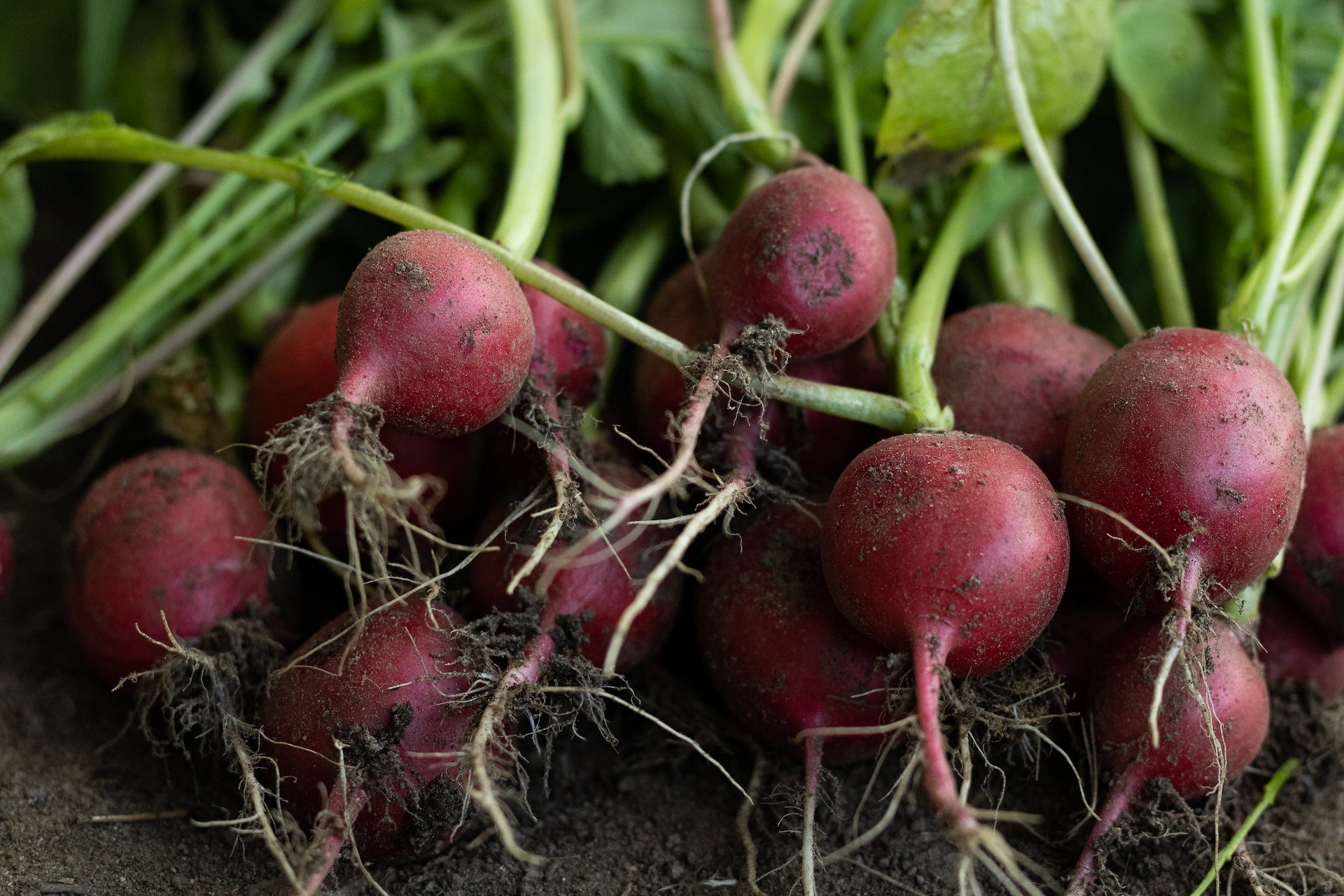 Starting and Maintaining Your Own Survival Garden | EMNZ