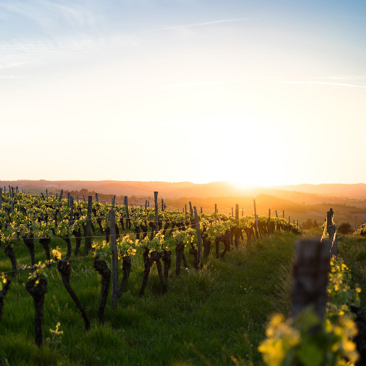 Sustainable Wine Making - EMNZ