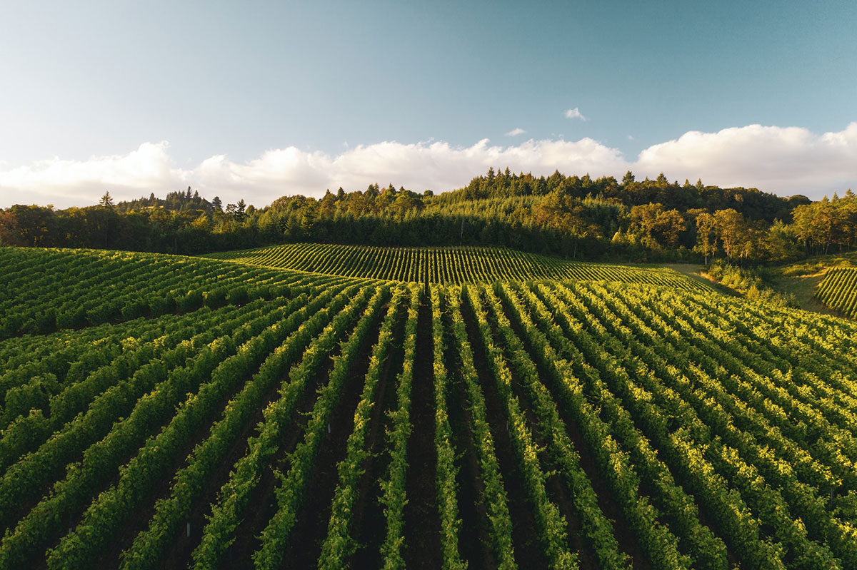 The Beginning of Spring in the Vineyard | EMNZ Organic Fertiliser New Zealand