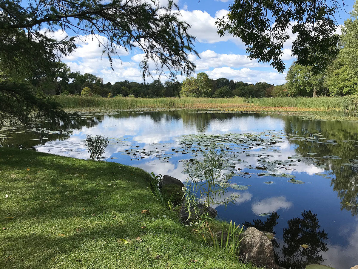 Tips for Keeping your Pond Clean | EMNZ