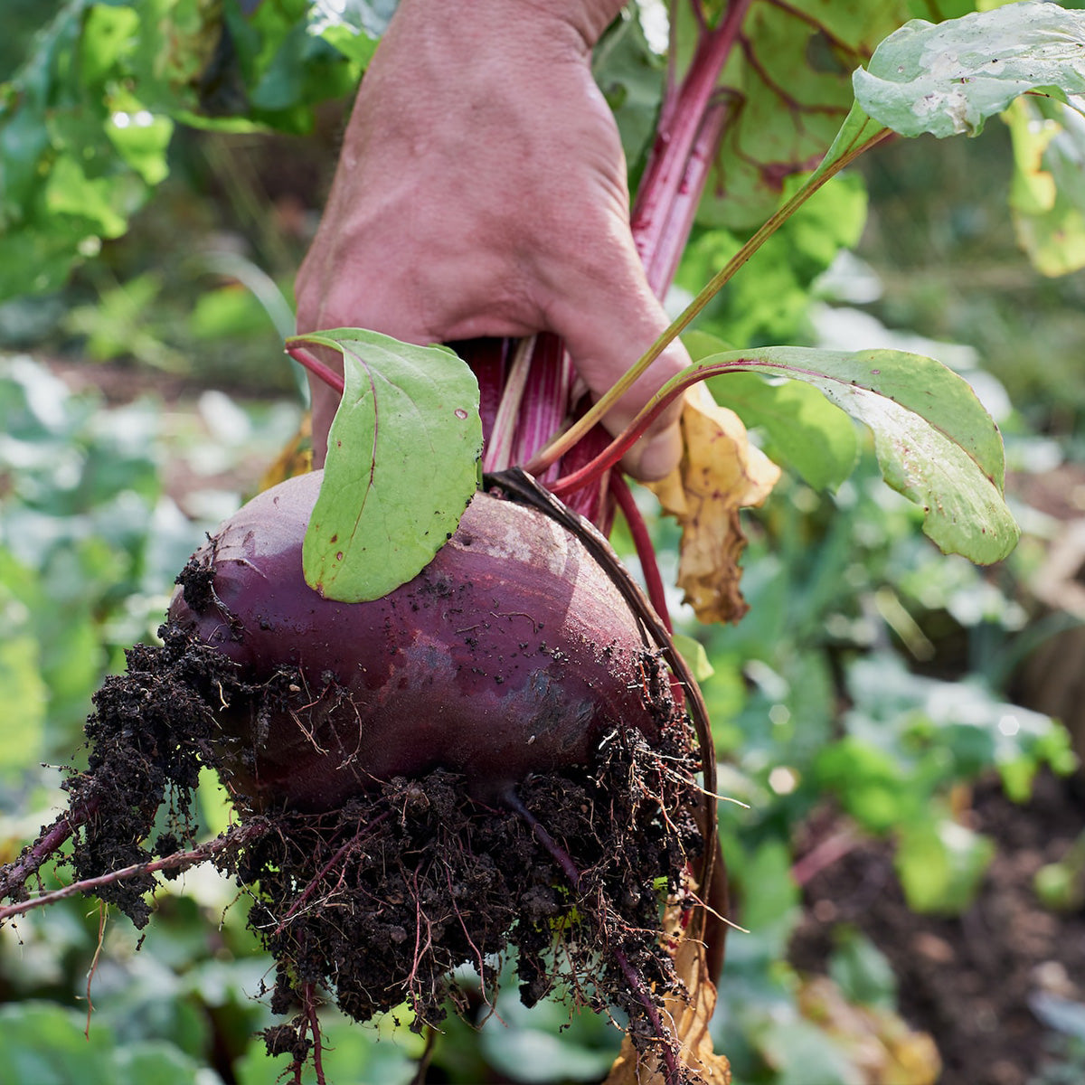 Using Microbes to Enhancing Fertiliser Performance | EMNZ