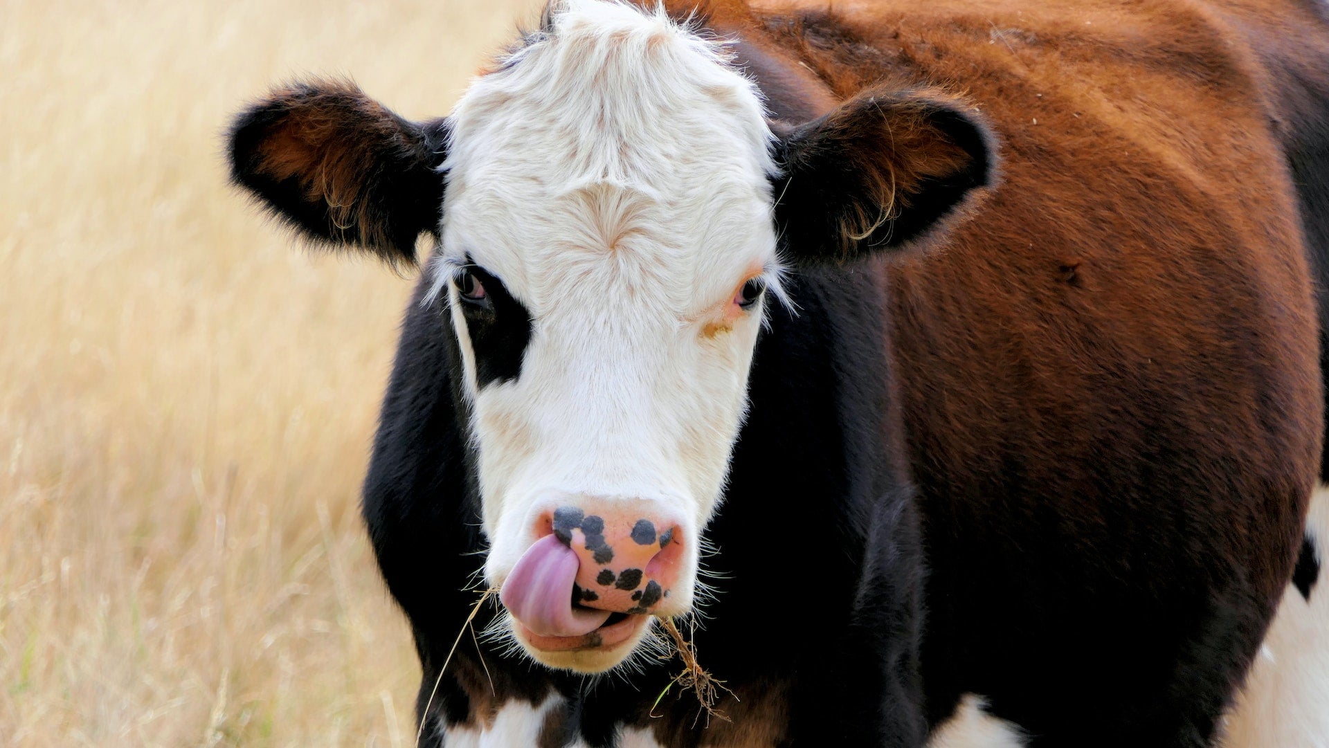 Using EM on Your Dairy Farm