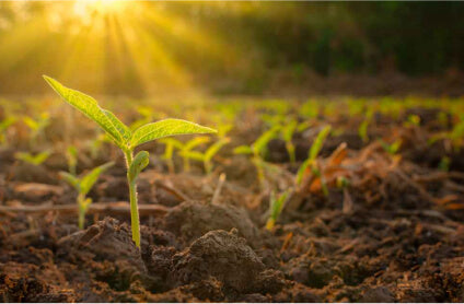 Measurable Improvements Growers See After Switching to EM