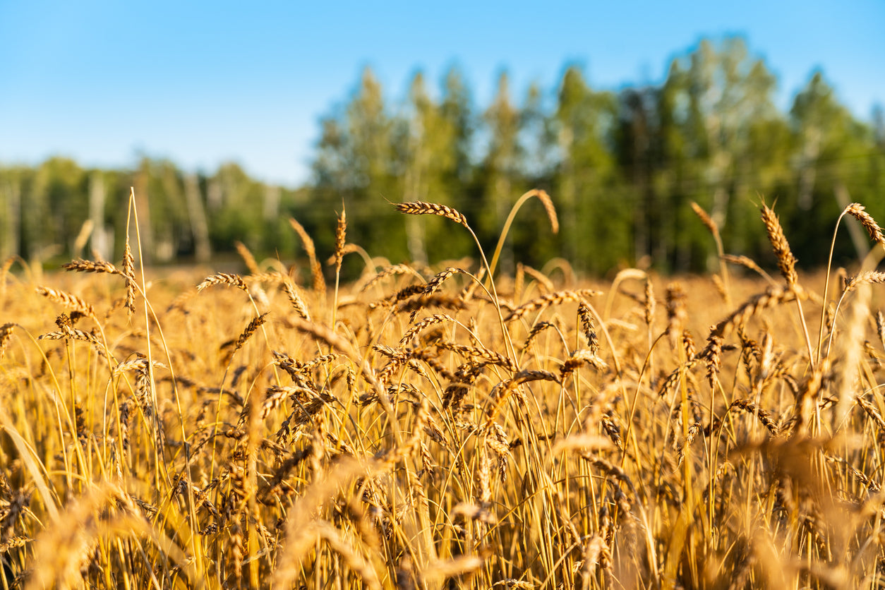 EM in Cereal Crops: Proven Benefits Backed by Local and International Trials