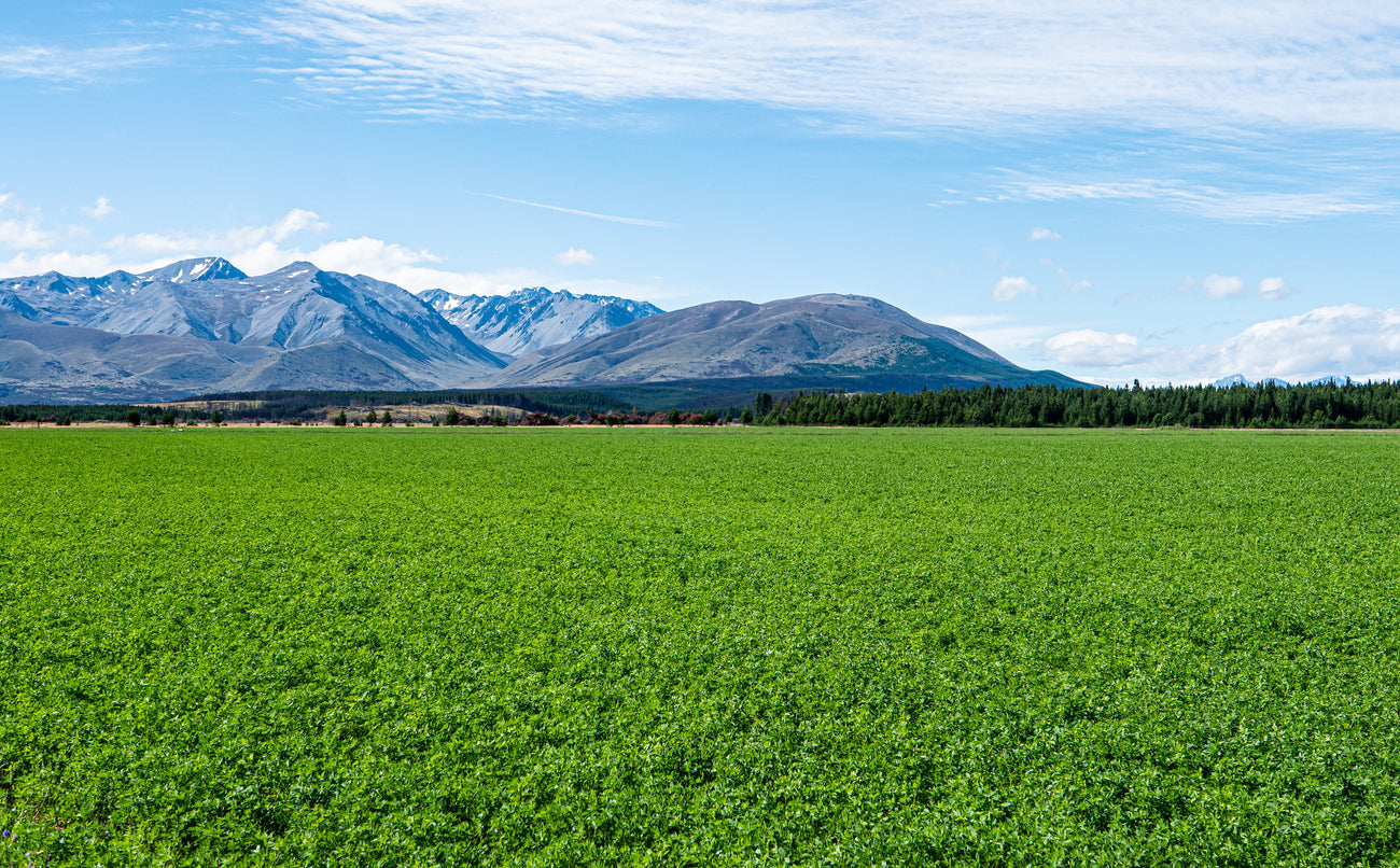 How EM Increases Nodulation and Nitrogen Fixation in Legumes