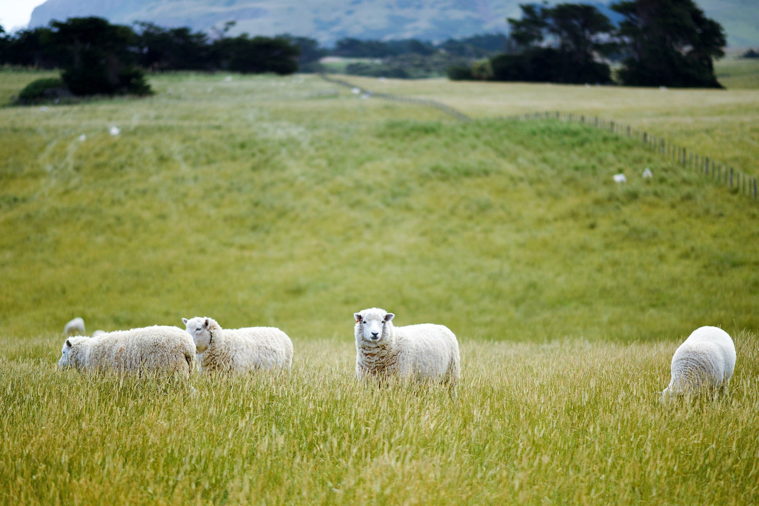 🌱 Spring Soil Health: Setting Up for a Productive Season 🌱