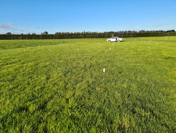 How EM™ Strengthens Pasture Growth and Boosts Feed Quality Naturally
