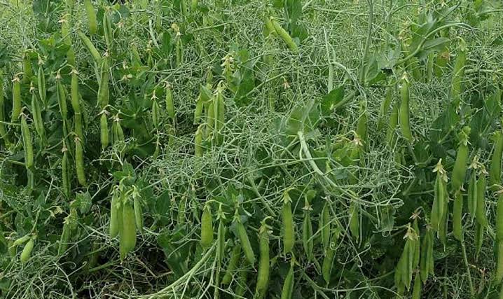 EM Balance Increases Yield in Commercial Wattie’s Pea Crop