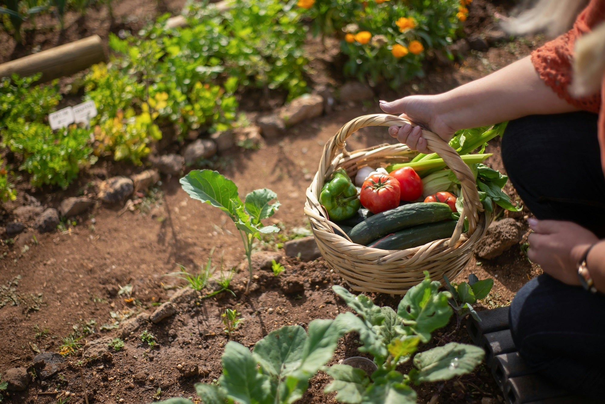 Autumn Gardening with the EMNZ Garden+ Range