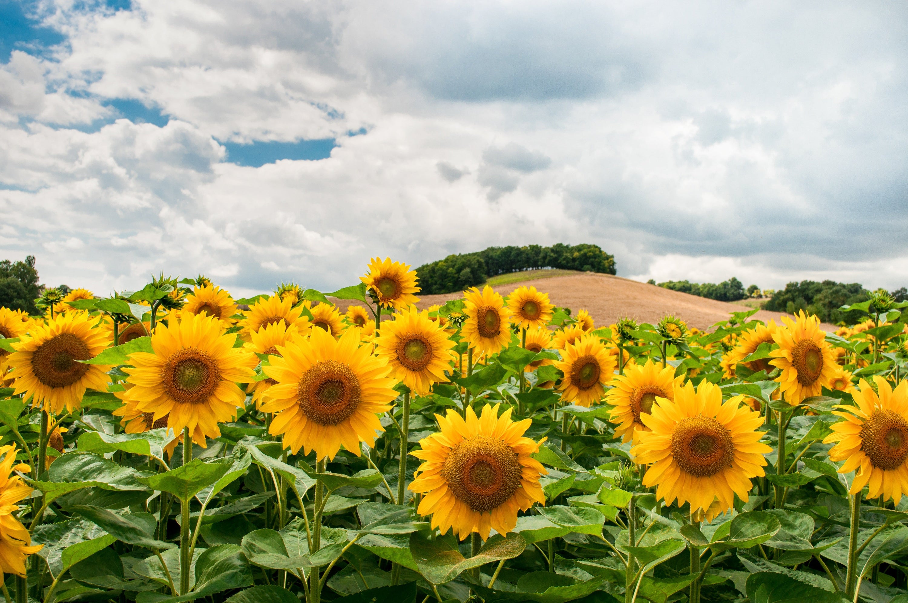 Eco-Friendly Pest Control Methods for Home Gardens