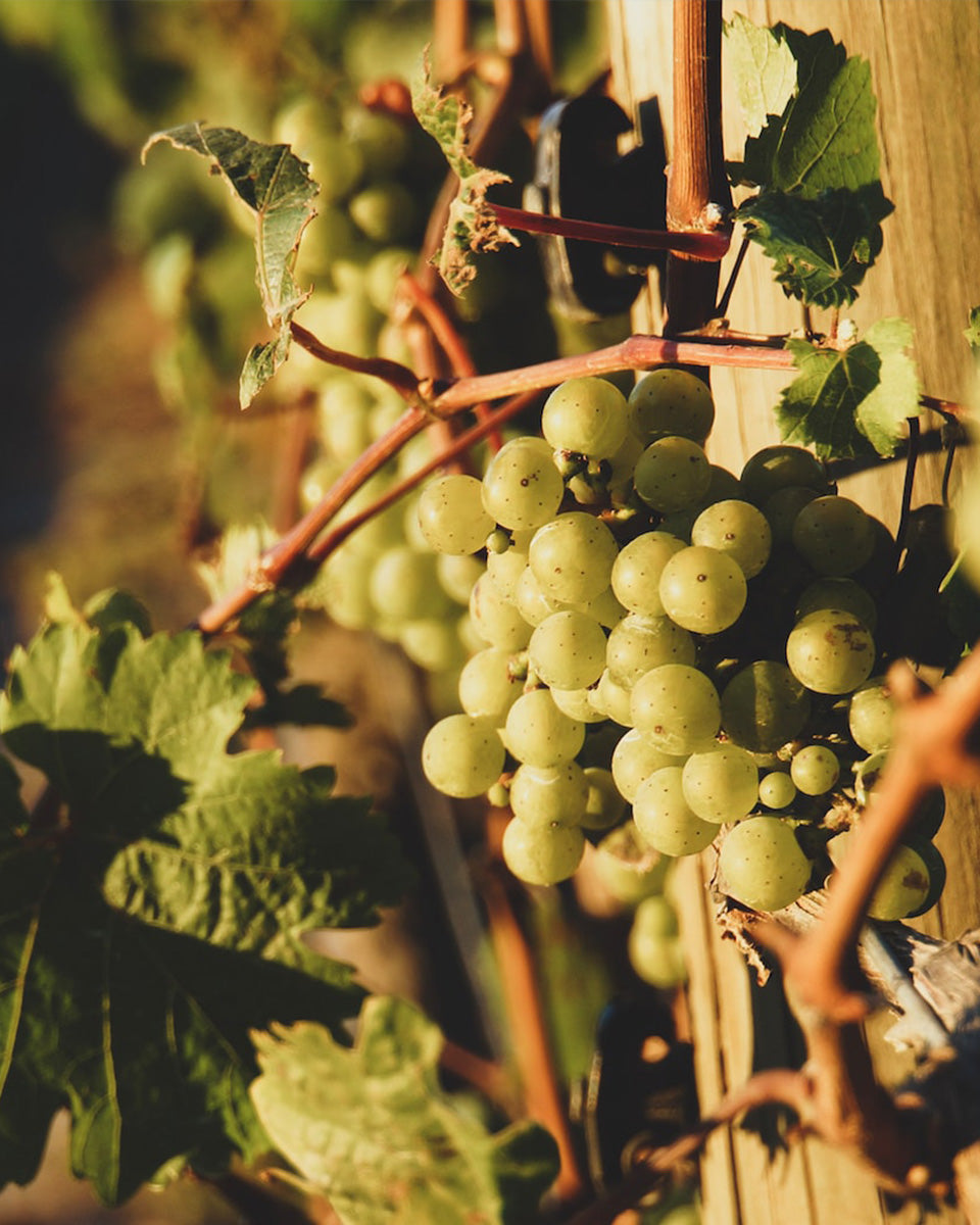 Foliar Nutrition