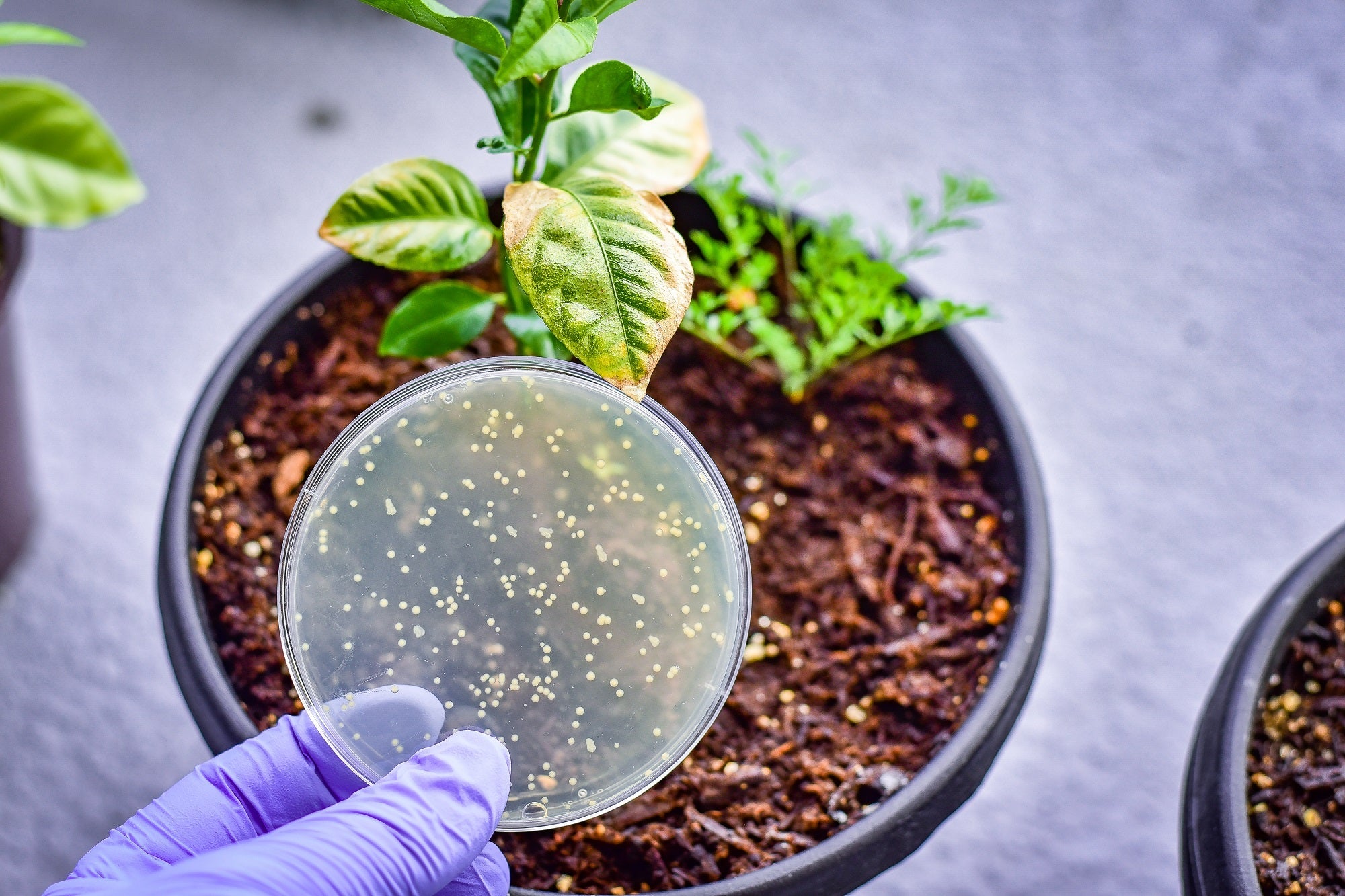 Core Microbials